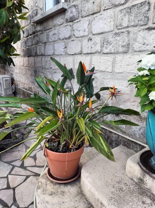 Charmant Appart Avec Jardin Aigues-Mortes Buitenkant foto