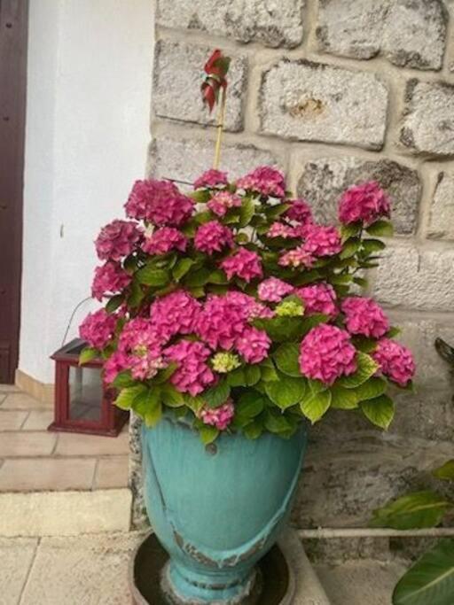 Charmant Appart Avec Jardin Aigues-Mortes Buitenkant foto